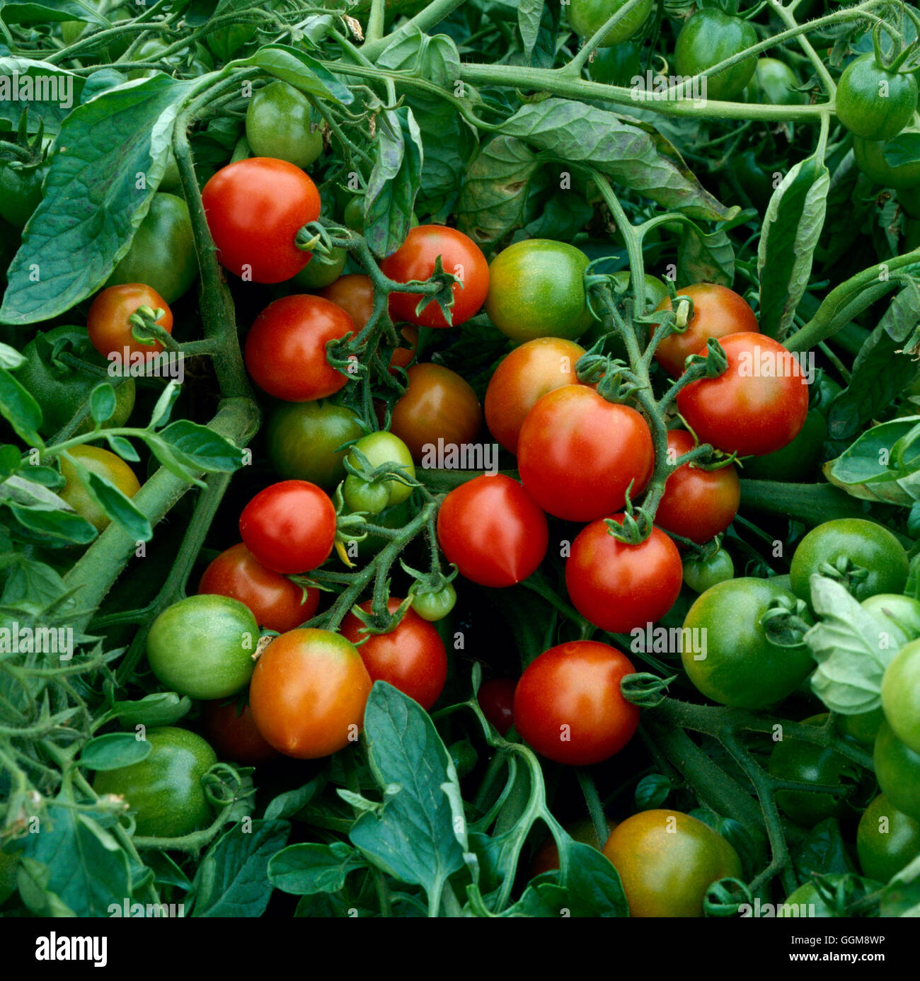 Tomato - `Red Alert'   VEG031686 Stock Photo